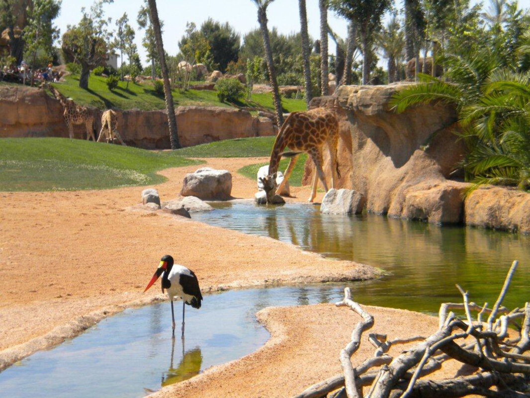 Verona in ZOO safari