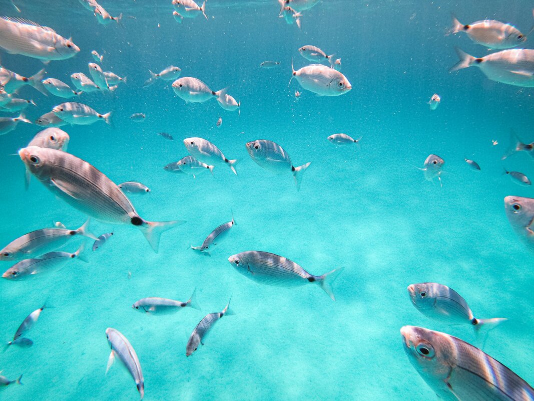 Počitnice na Sardiniji - Alegro