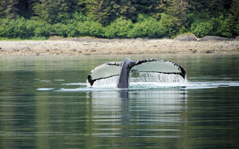 Križarjenje po Aljaski