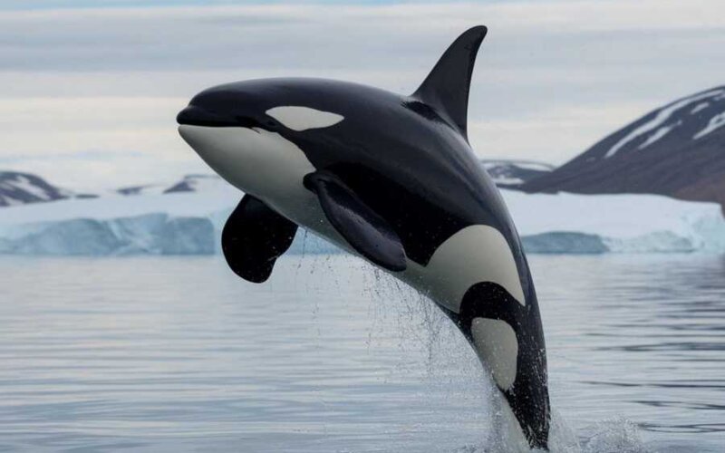 Križarjenje po Aljaski