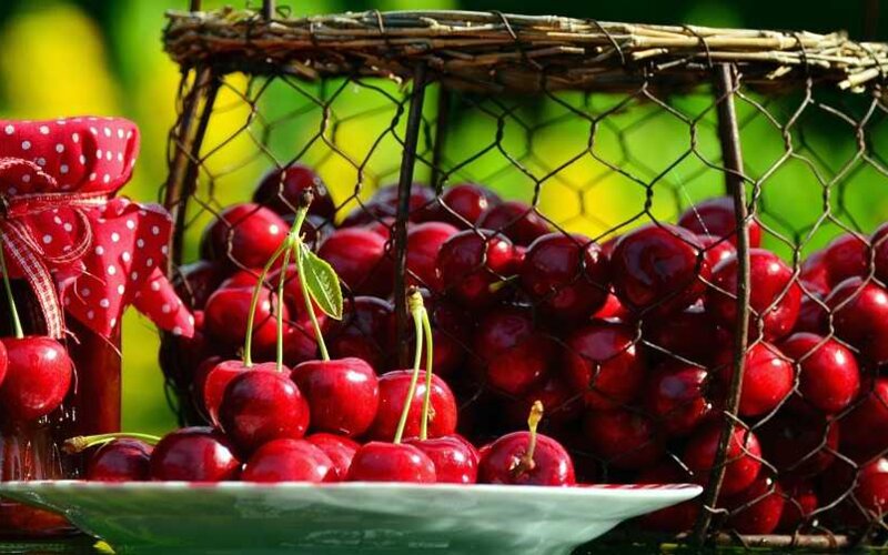 Praznik češenj v Goriških Brdih